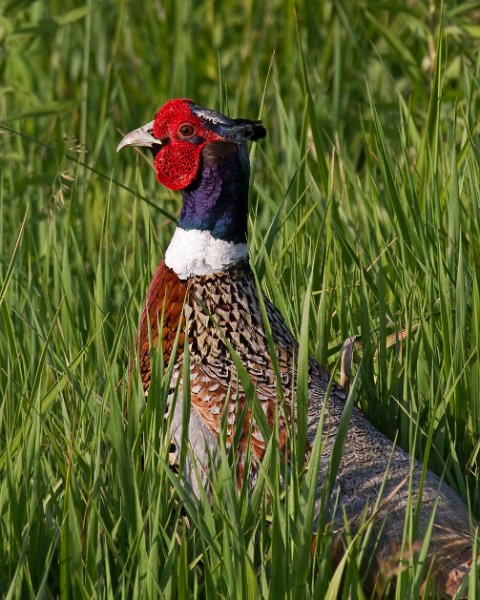 Pheasant-0021