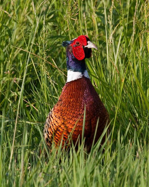 Pheasant-0022