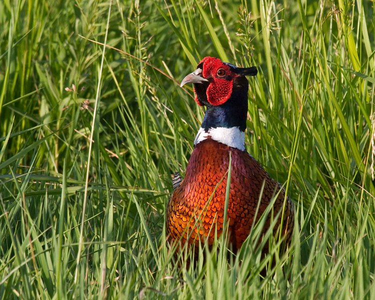 Pheasant-0023