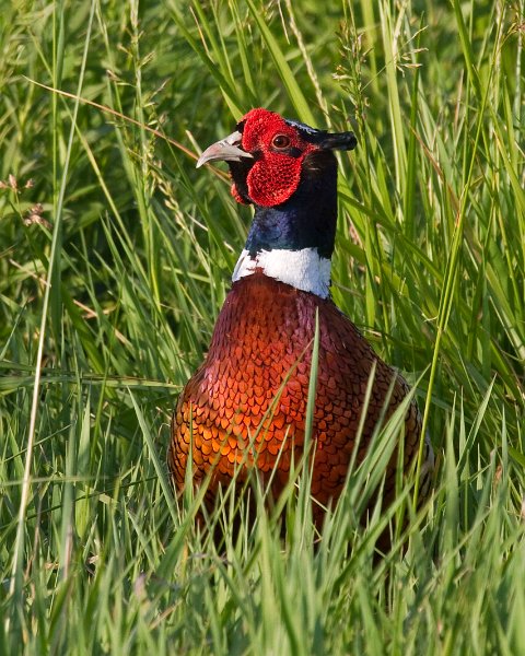 Pheasant-0024