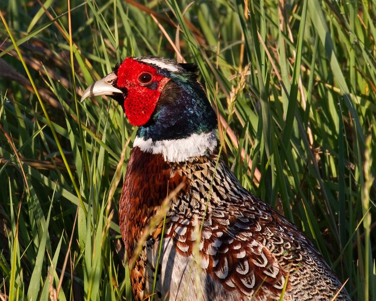 Pheasant-0026