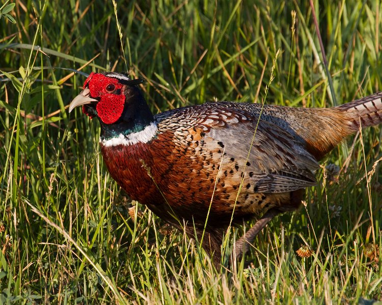 Pheasant-0027