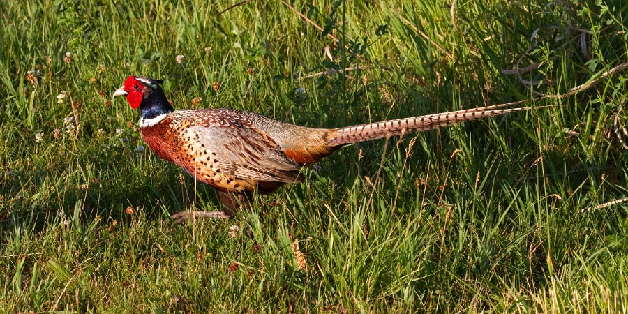 Pheasant-0028