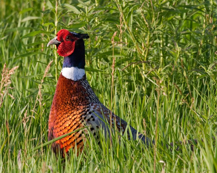 Pheasant-0031