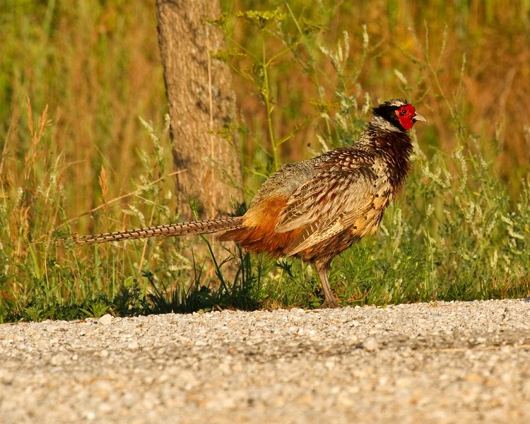 Pheasant-0032