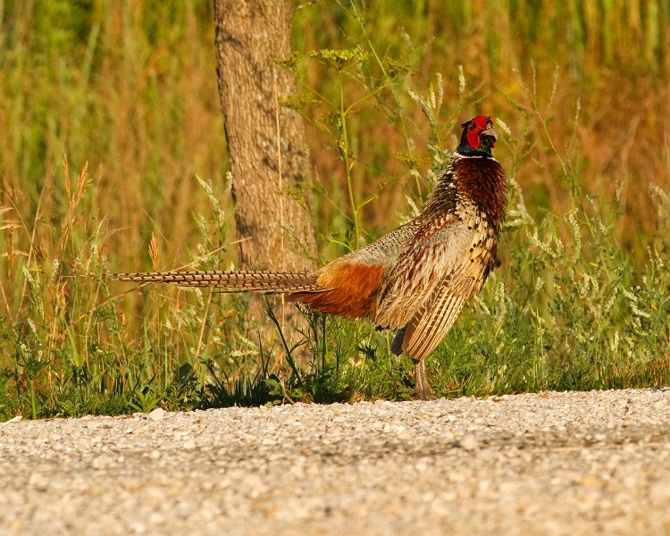 Pheasant-0036