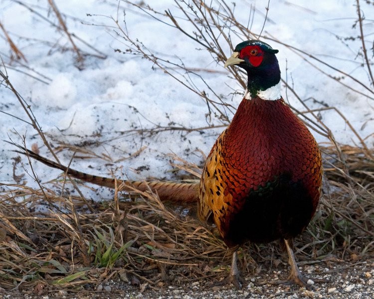 Pheasant-0040