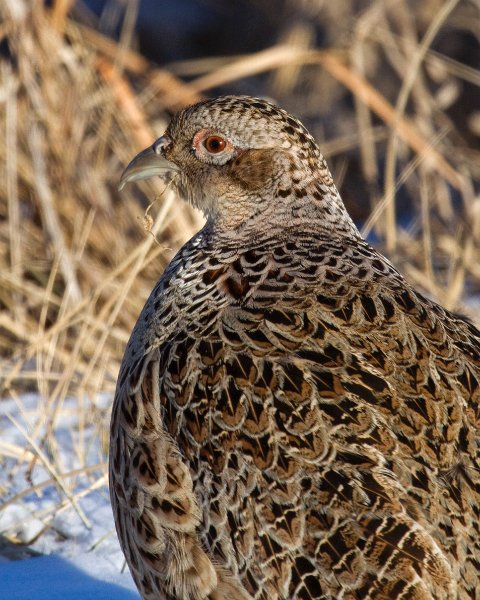 Pheasant-0049