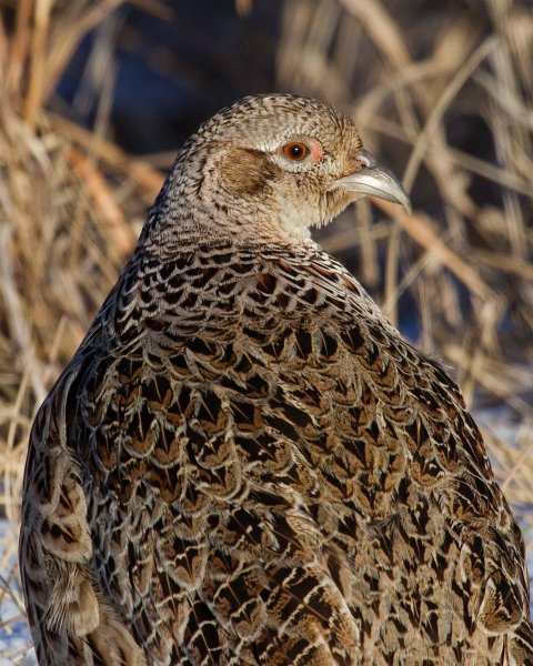 Pheasant-0050