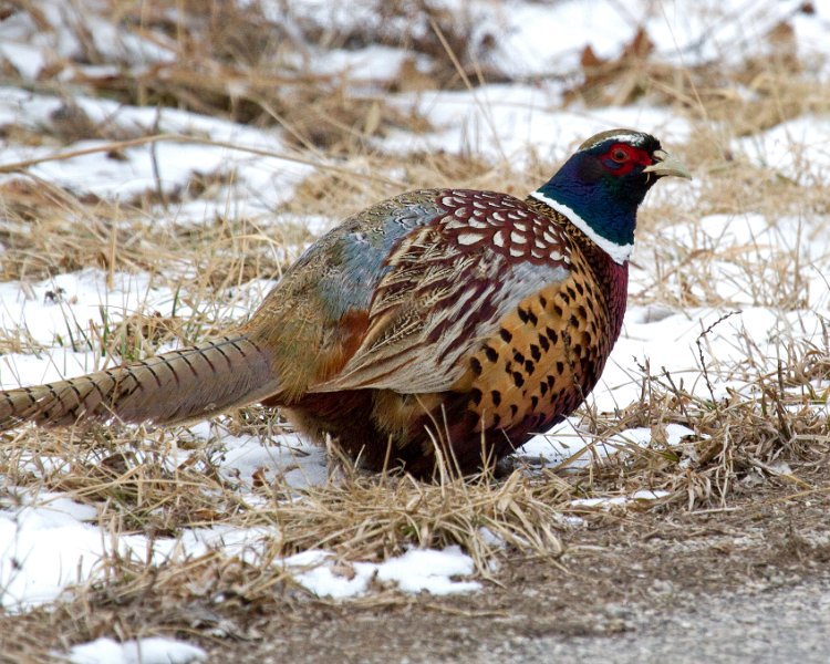 Pheasant-0055