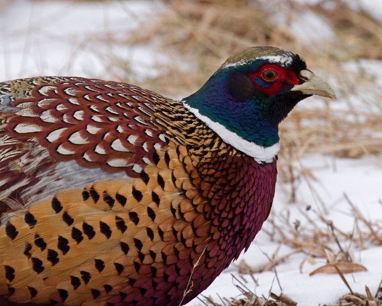 Pheasant-0056