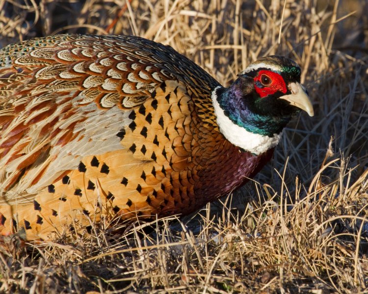 Pheasant-0058