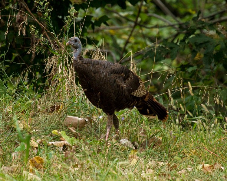 WildTurkey-0005