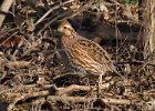 Bobwhite-0003.jpg