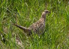 Pheasant-0002.jpg