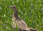 Pheasant-0003.jpg