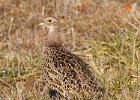 Pheasant-0005.jpg