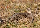 Pheasant-0009.jpg