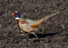 Pheasant-0011.jpg