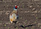 Pheasant-0013.jpg