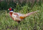 Pheasant-0015.jpg