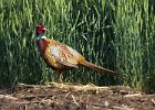 Pheasant-0017.jpg