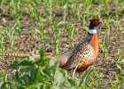 Pheasant-0019.jpg