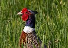 Pheasant-0021.jpg