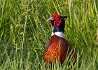 Pheasant-0023.jpg