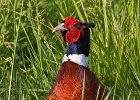 Pheasant-0024.jpg