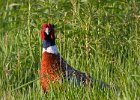 Pheasant-0025.jpg