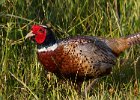 Pheasant-0027.jpg