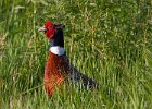 Pheasant-0030.jpg