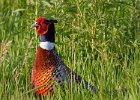 Pheasant-0031.jpg