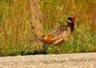 Pheasant-0032.jpg