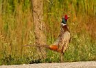 Pheasant-0033.jpg