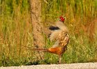 Pheasant-0034.jpg