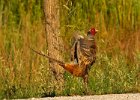 Pheasant-0035.jpg