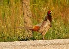 Pheasant-0036.jpg