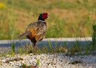 Pheasant-0037.jpg