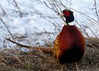 Pheasant-0040.jpg