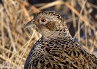 Pheasant-0049.jpg