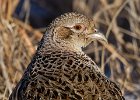 Pheasant-0050.jpg