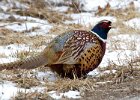 Pheasant-0055.jpg