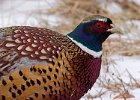 Pheasant-0056.jpg