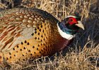 Pheasant-0058.jpg