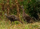 WildTurkey-0004.jpg