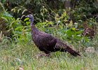 WildTurkey-0006.jpg