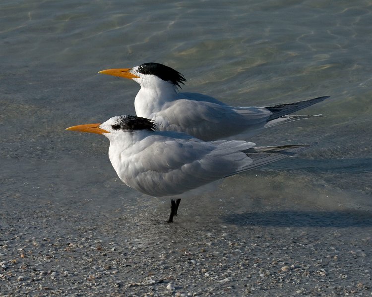 CaspianTern-0003