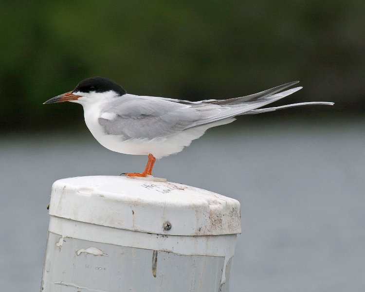 CaspianTern-0004